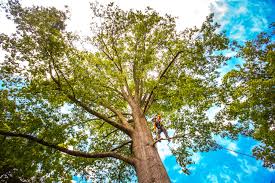 Best Tree Risk Assessment  in East Berwick, PA