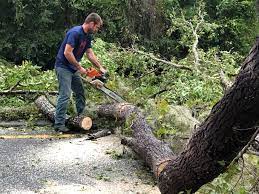 Best Tree Removal Service  in East Berwick, PA