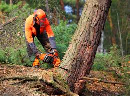 Professional  Tree Services in East Berwick, PA