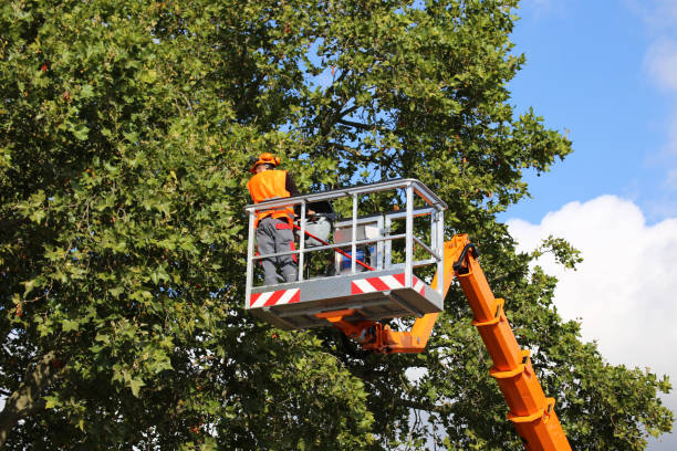 Best Storm Damage Tree Cleanup  in East Berwick, PA