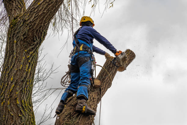 Best Tree Health Inspection  in East Berwick, PA