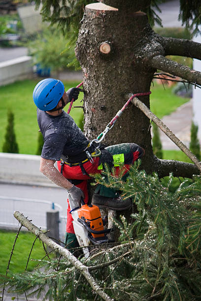 Best Tree and Shrub Care  in East Berwick, PA