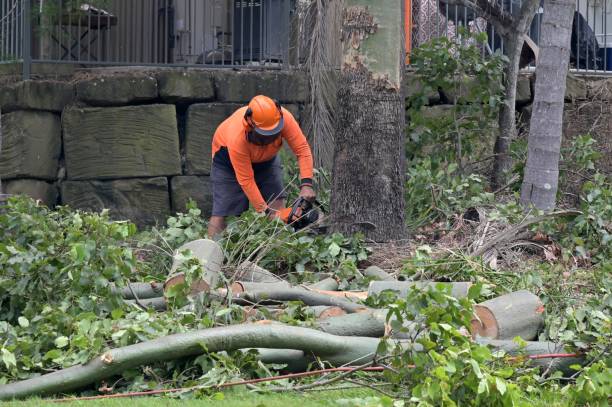 Best Leaf Removal Services  in East Berwick, PA