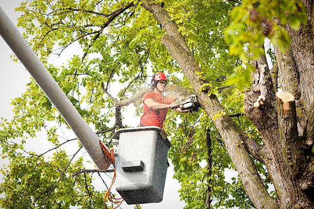 Best Hazardous Tree Removal  in East Berwick, PA