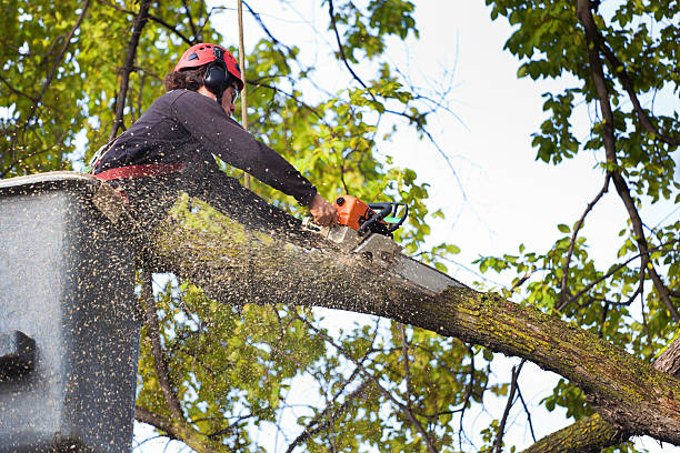 Best Tree Mulching Services  in East Berwick, PA