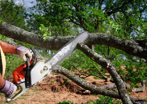 Best Lawn Renovation and Restoration  in East Berwick, PA